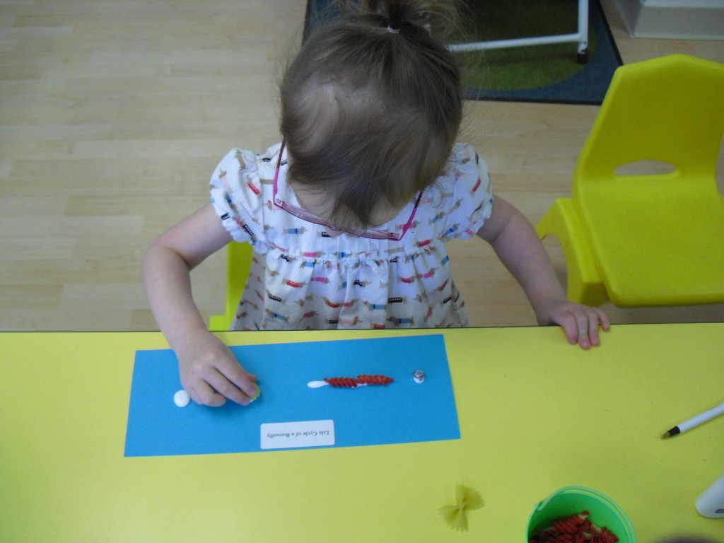 Lifecycle of a butterfly 007