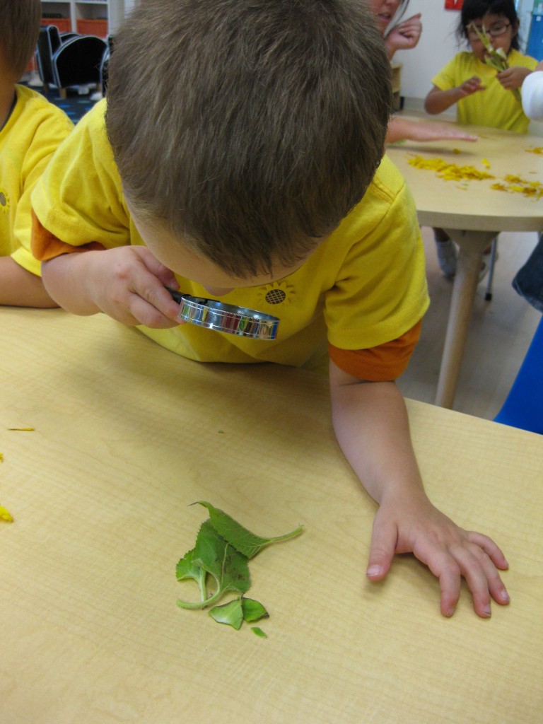 Discovering the Veins in the Leaves