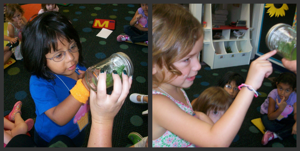 Discovering a leaf bug found outside