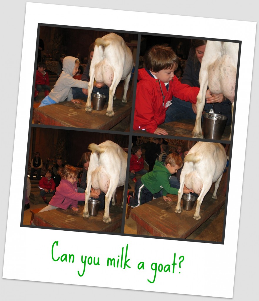 Milking a Goat Collage