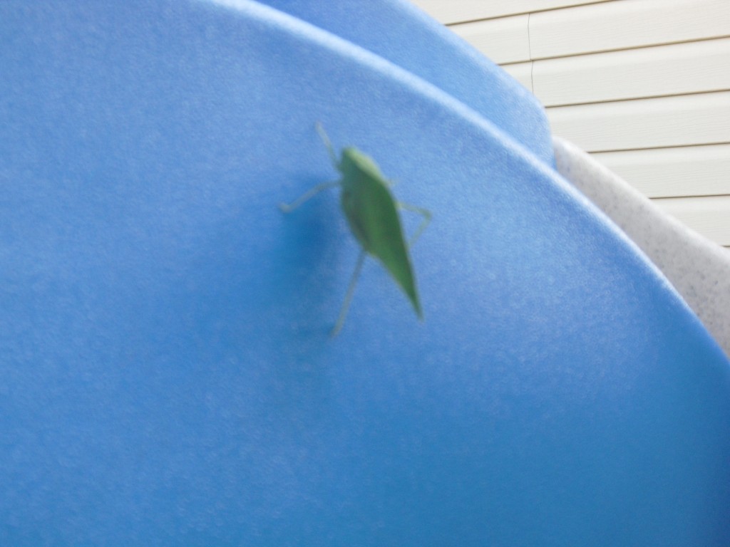 discovery nature on the playground 3